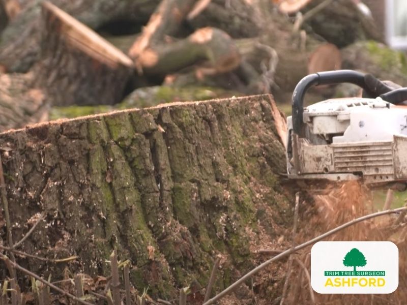 Ashford-Kent-Tree-Stump-Removal