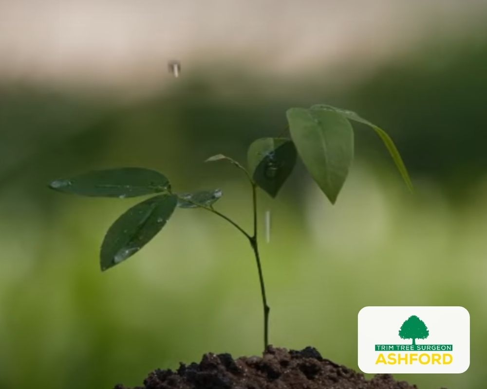 Ashford-Tree-Planting-Kent
