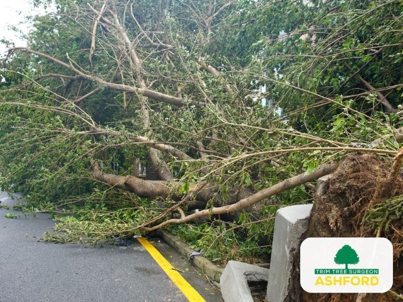 Ashford_Emergency_Tree_Surgeon-About-Us