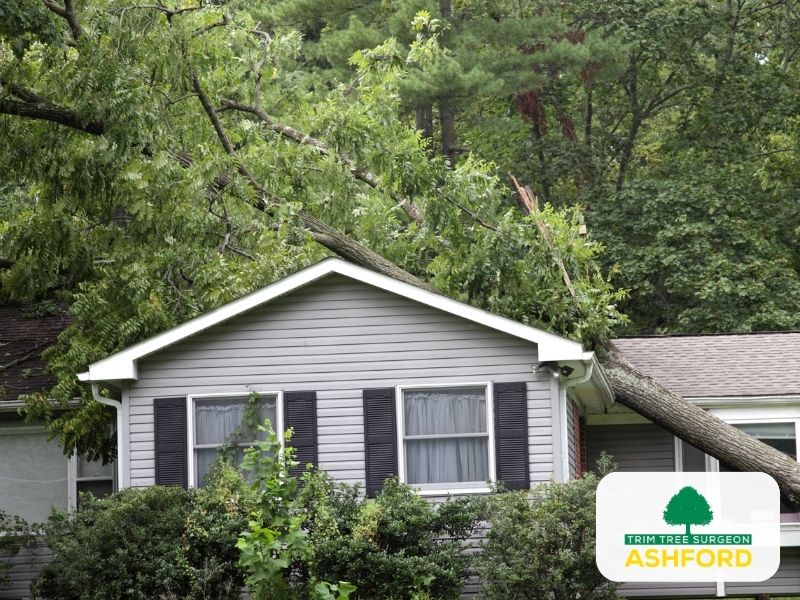 Ashford_Emergency_Tree_Surgeon-FAQ