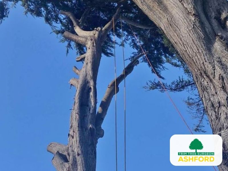 Ashford_Emergency_Tree_Surgeon