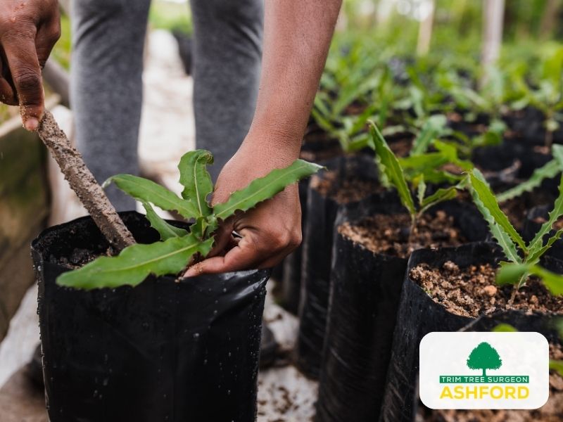 Ashford_Kent_TN23_Tree_Planting