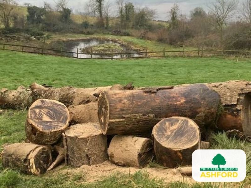 Ashford_Kent_TN23_Tree_Removal