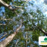 Ashford_Kent_Tree_Licensed