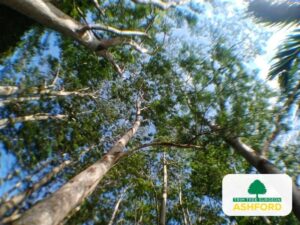 Ashford_Kent_Tree_Licensed