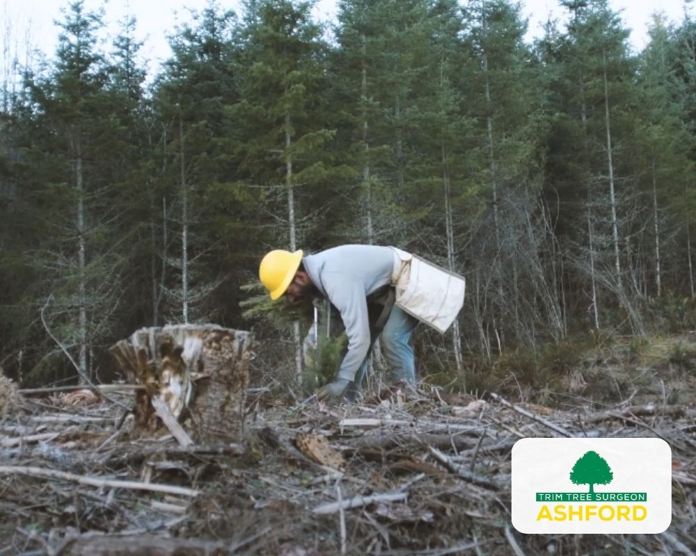 Ashford_Kent_Tree_Planting