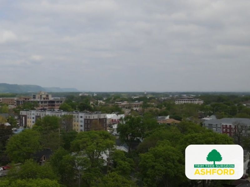 Ashford_Kent_Tree_Survey