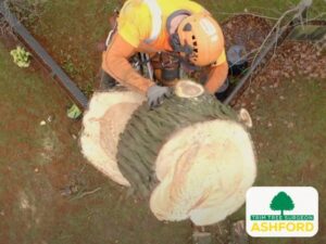 Ashford_TN23_Tree_Surgeon