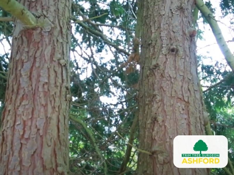 Ashford_TN23_Tree_Survey_Kent