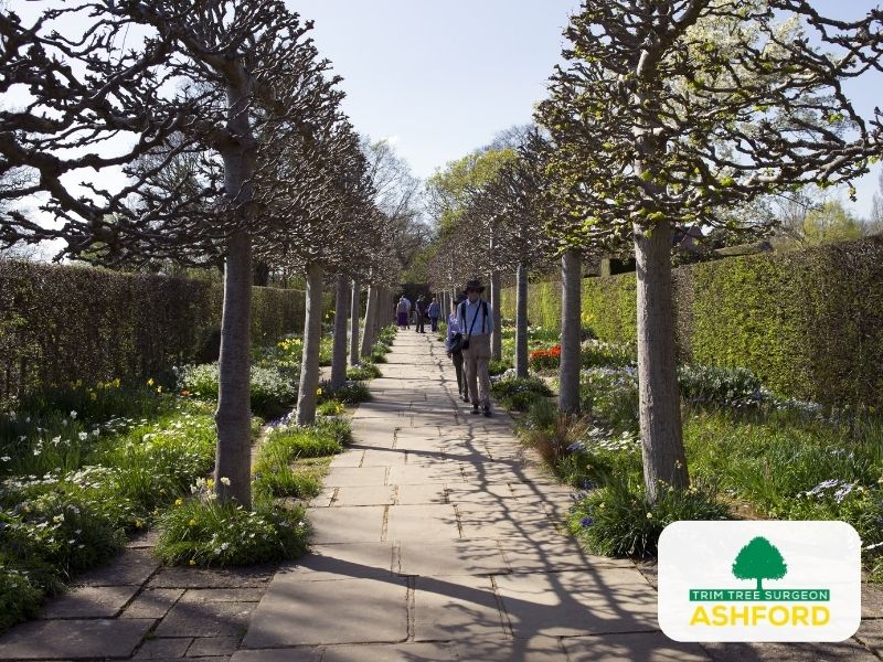 Ashford_Tree_Planting_Kent_TN23