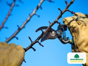 Ashford_Tree_Pruning-Kent-FAQ
