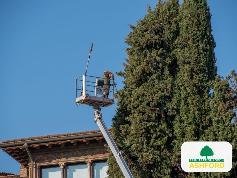Ashford_Tree_Pruning-Kent-FAQS