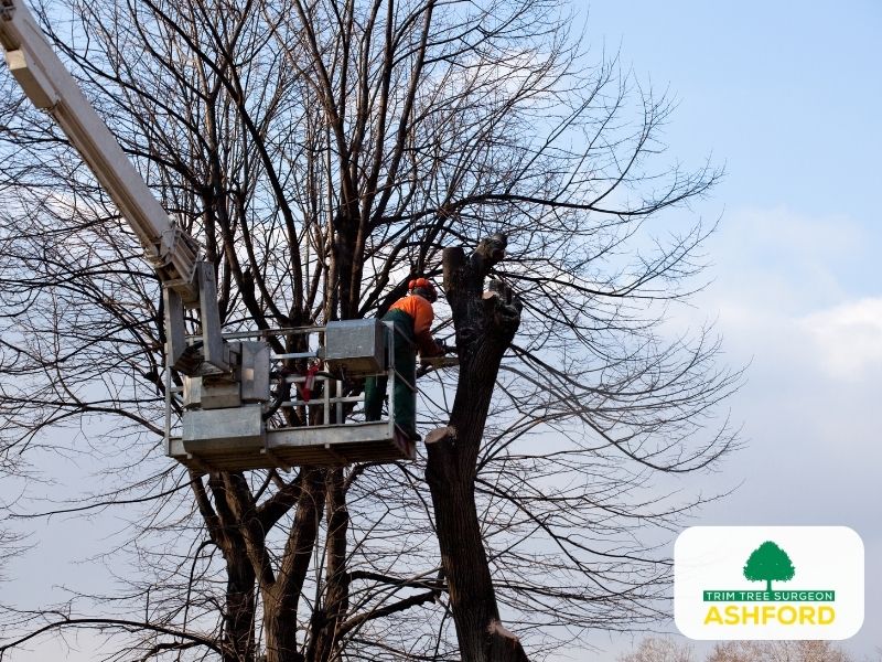 Ashford_Tree_Pruning_Kent-Customer-Satisfaction