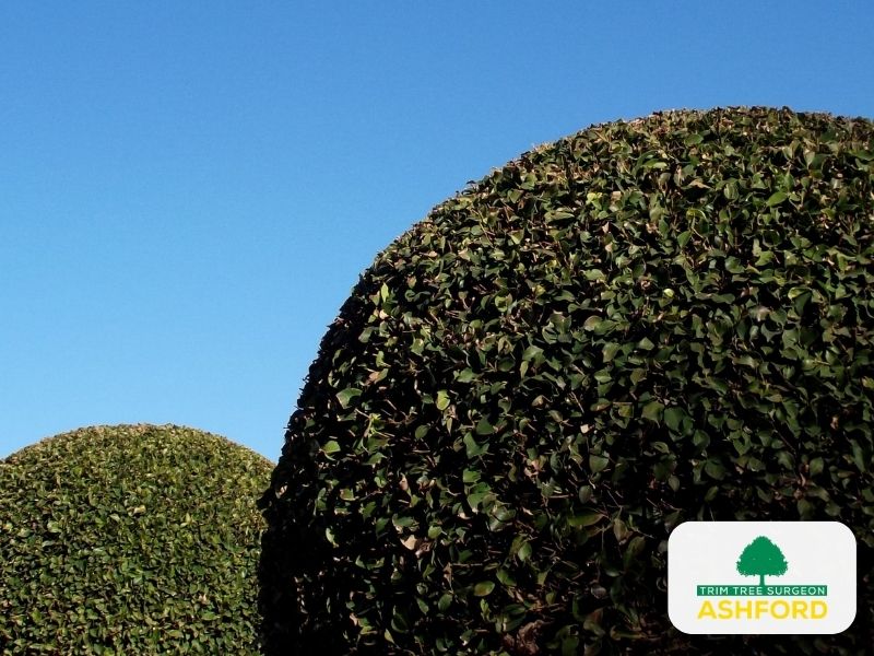 Ashford_Tree_Pruning_Kent-Licensed