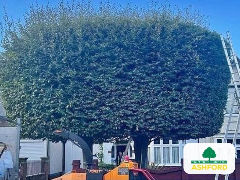 Ashford_Tree_Pruning_Kent