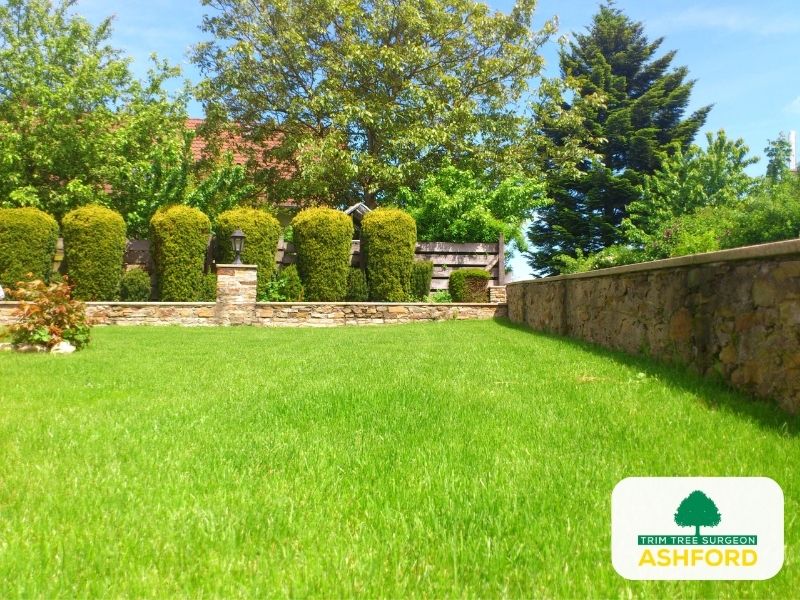 Ashford_Tree_Pruning_Kent_TN23