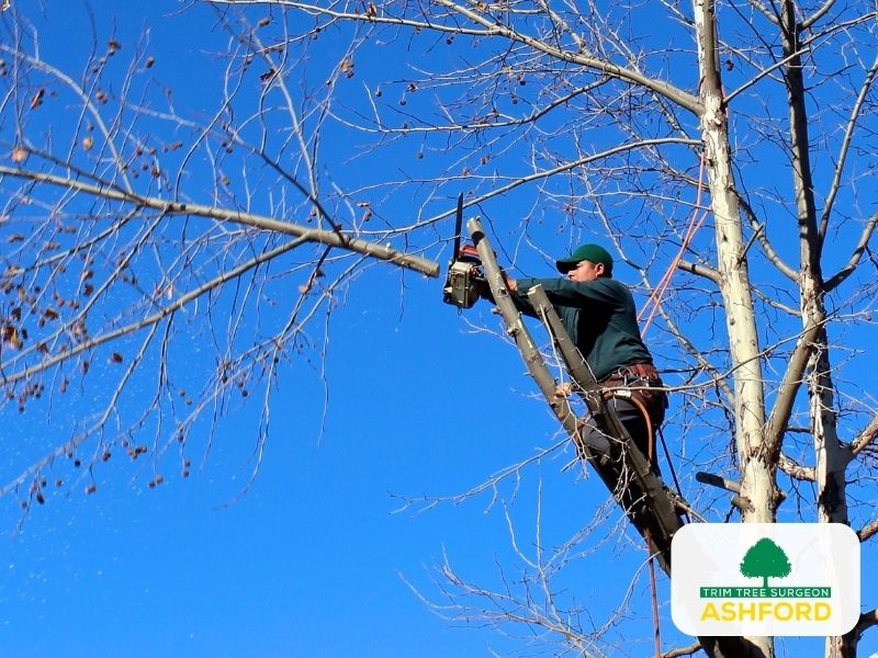 Ashford_Tree_Pruning_TN23_Kent