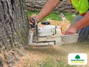 Ashford_Tree_Removal_Kent-Competitive