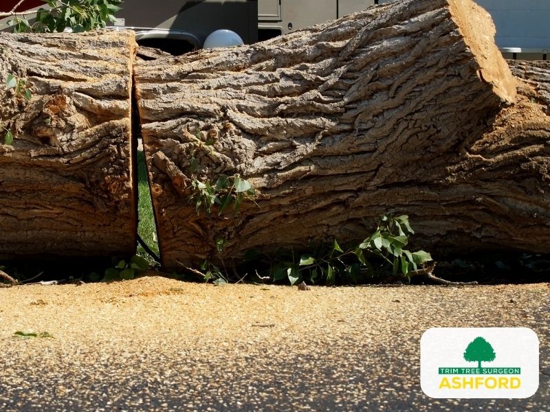 Ashford_Tree_Removal_Kent-FAQ