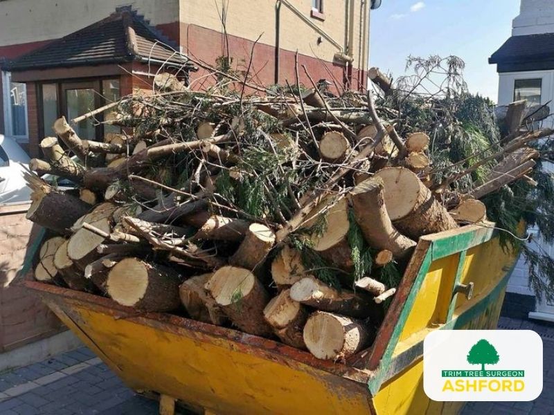 Ashford_Tree_Removal_Kent
