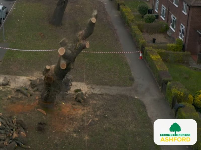 Ashford_Tree_Removal_TN23_Kent