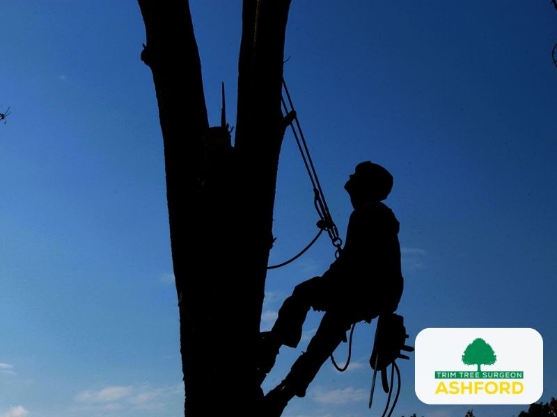 Ashford_Tree_Surgeon_Commercial_Kent