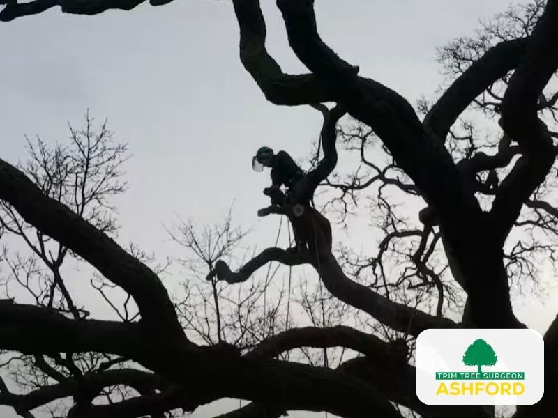 Ashford_Tree_Surgeon_Emergency