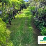 Ashford_Tree_Survey_Customer-Service