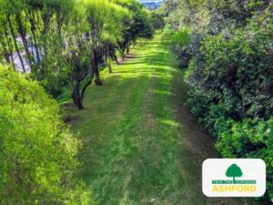 Ashford_Tree_Survey_Customer-Service