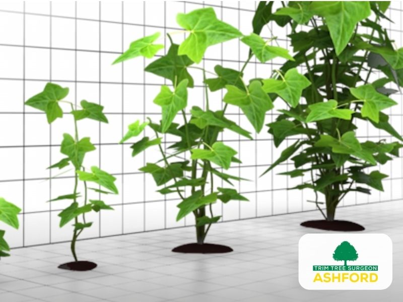 Ashford_Tree_Survey_Kent