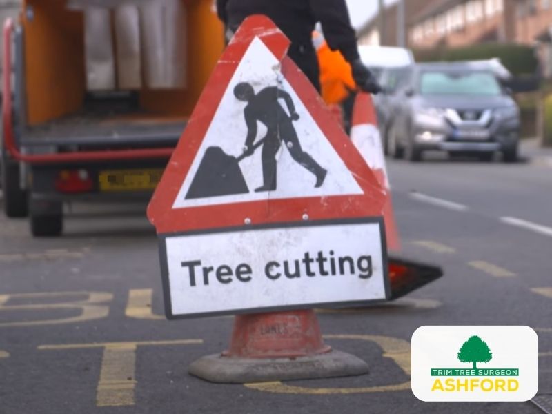 Commercial_Ashford_Tree_Surgeon