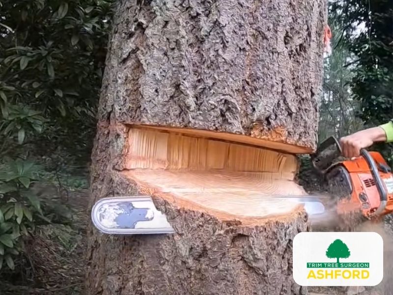 Commercial_Tree_Surgeon_Ashford_Kent