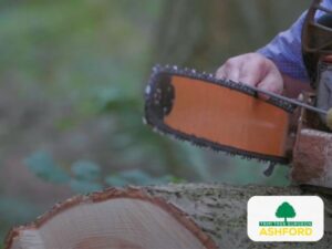 Emergency_Ashford_Tree_Surgeon