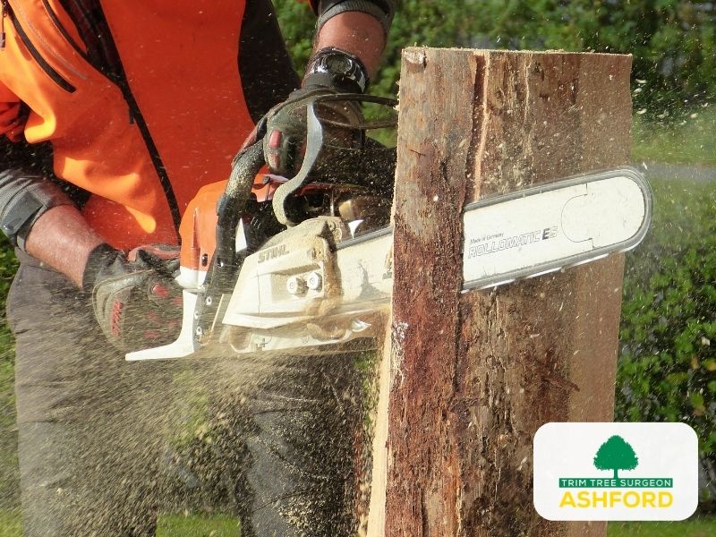 Emergency_Tree_Surgeon_Ashford_Kent