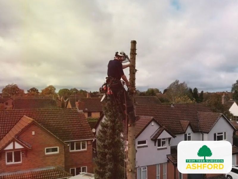 Emergency_Tree_Surgeon_Kent_Ashford
