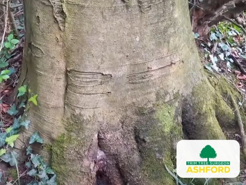 Kent-Tree-Stump-Removal-Ashford