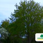 Kent_Ashford_Tree_Survey