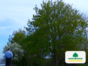 Kent_Ashford_Tree_Survey