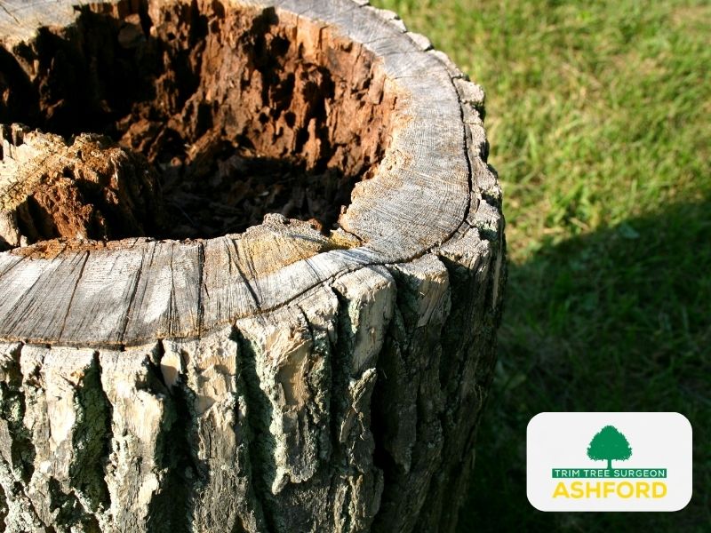Tree-Stump-Removal-Ashford-24-7