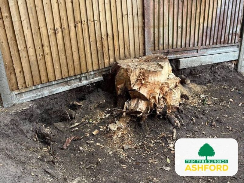 Tree-Stump-Removal-Ashford_Kent