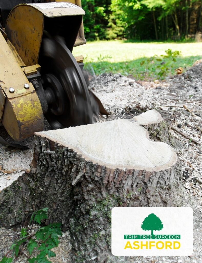 Tree-Stump-Removal-Kent-Ashford-FAQ