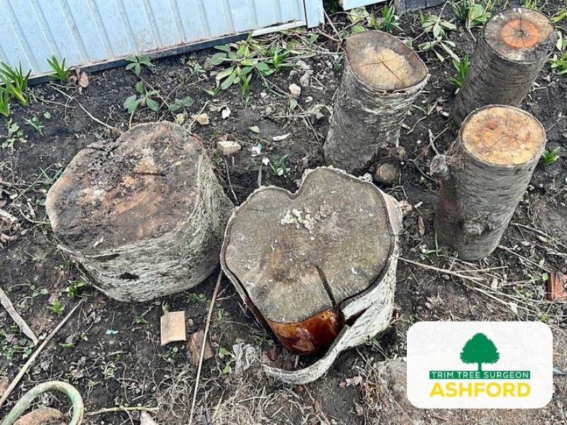 Tree-Stump-Removal-TN23-Kent-Ashford