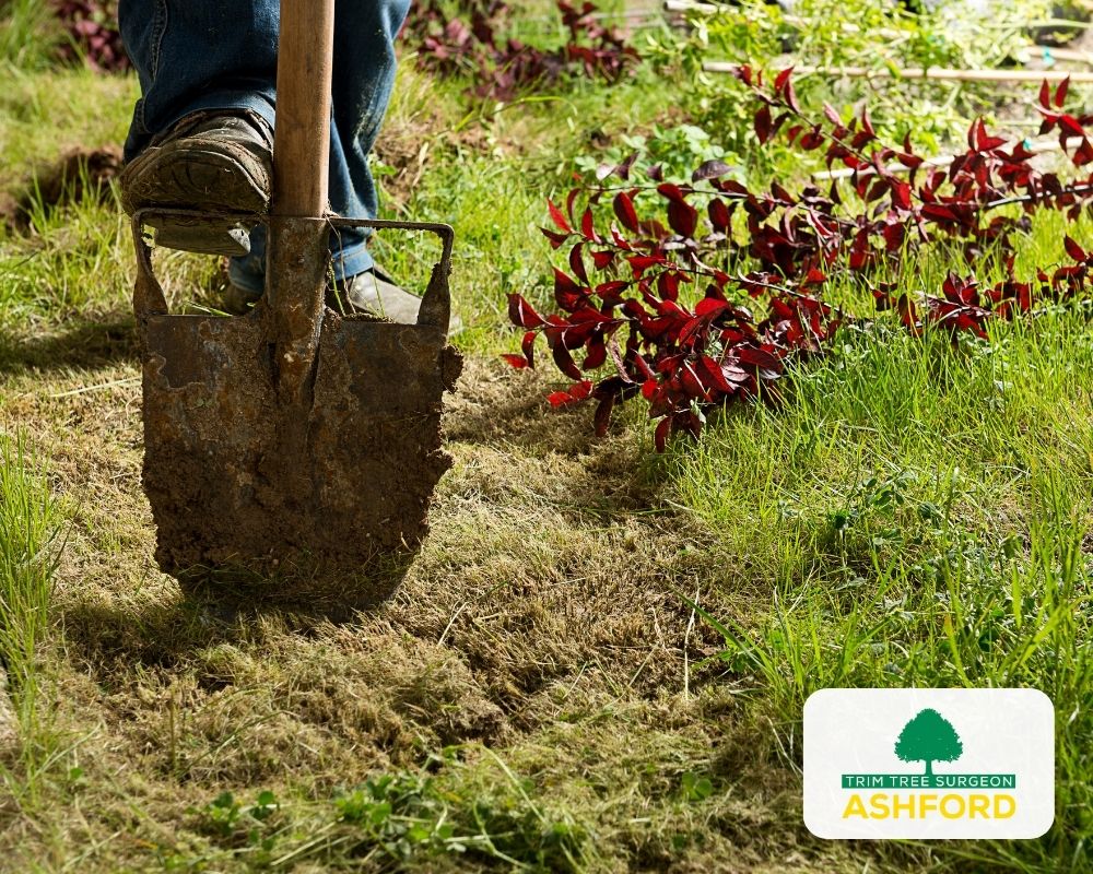 Tree_Planting_Kent_Ashford-FAQ