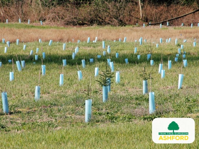 Tree_Planting_Kent_Ashford-License