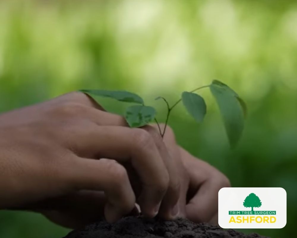 Tree_Planting_Kent_Ashford