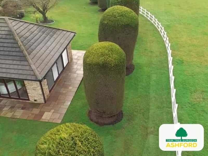 Tree_Pruning_Ashford_Kent