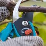 Tree_Pruning_Kent_Ashford-BG