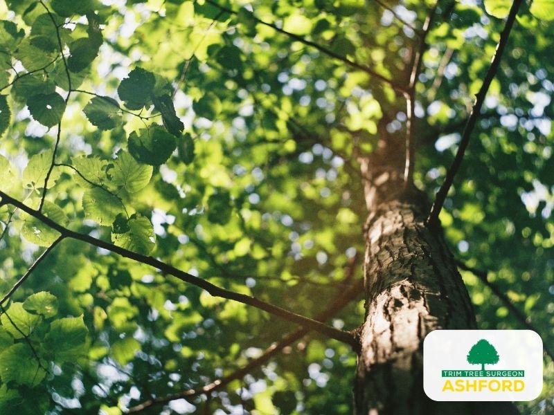 Tree_Pruning_Kent_Ashford