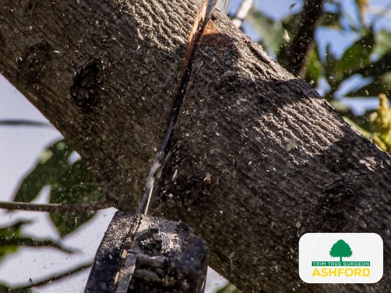 Tree_Pruning_Kent_Ashford_TN23