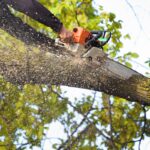 Tree_Removal_Ashford_Kent-BG